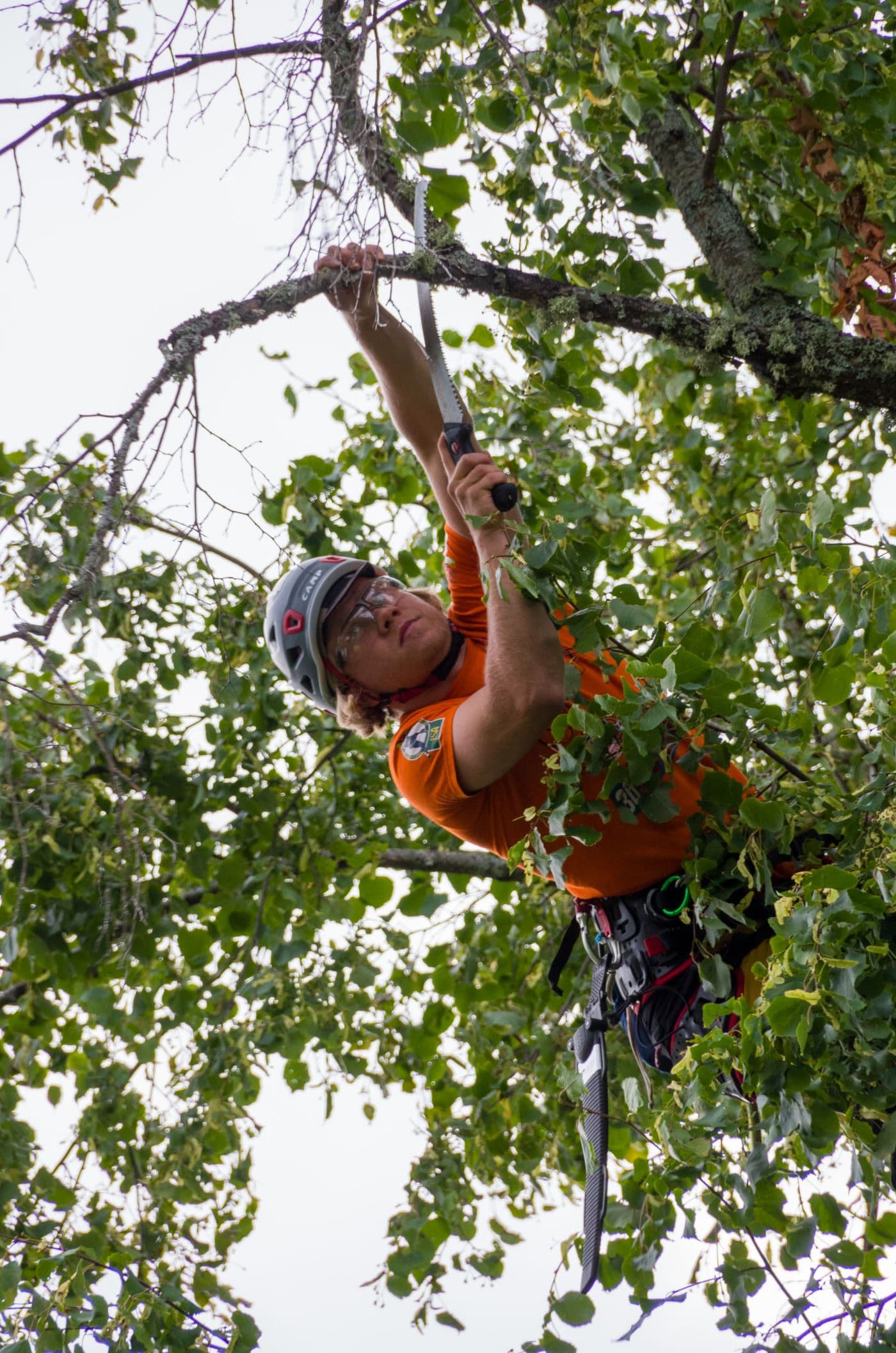Tree service crew working in Minnesota