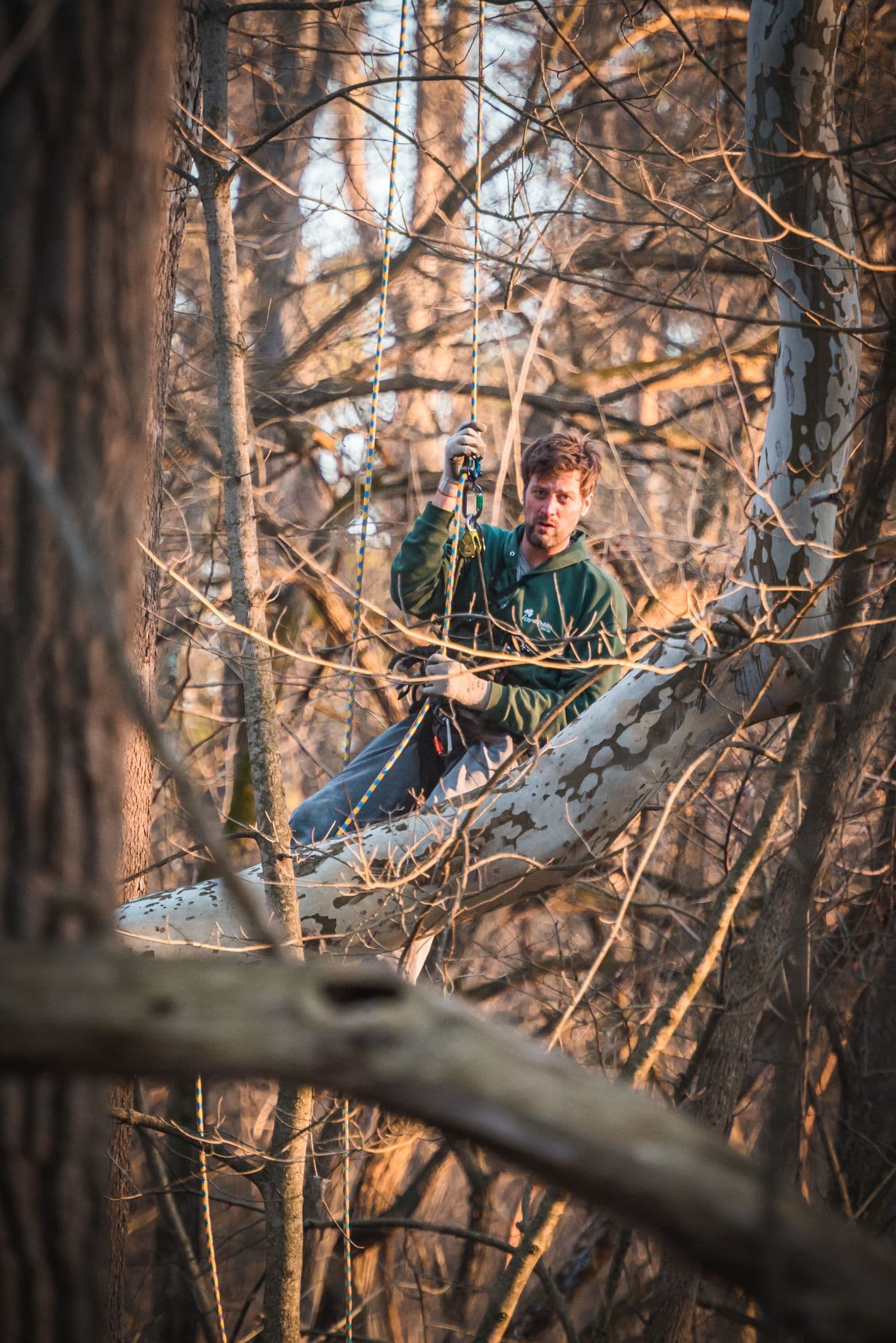 Tree service marketing results in Ohio