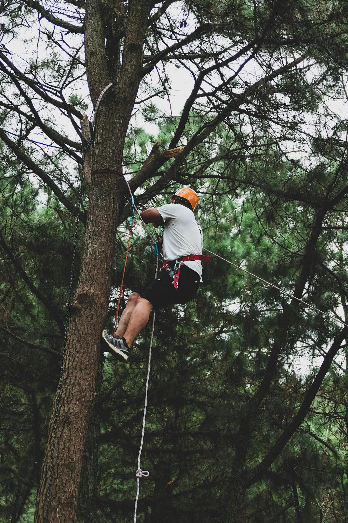 Tree service work in Ohio