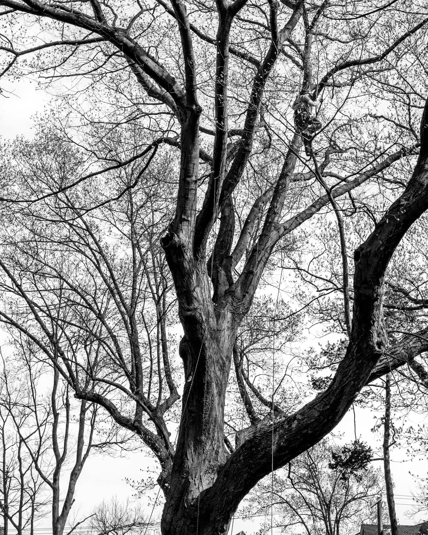 Tree service marketing results in Minnesota