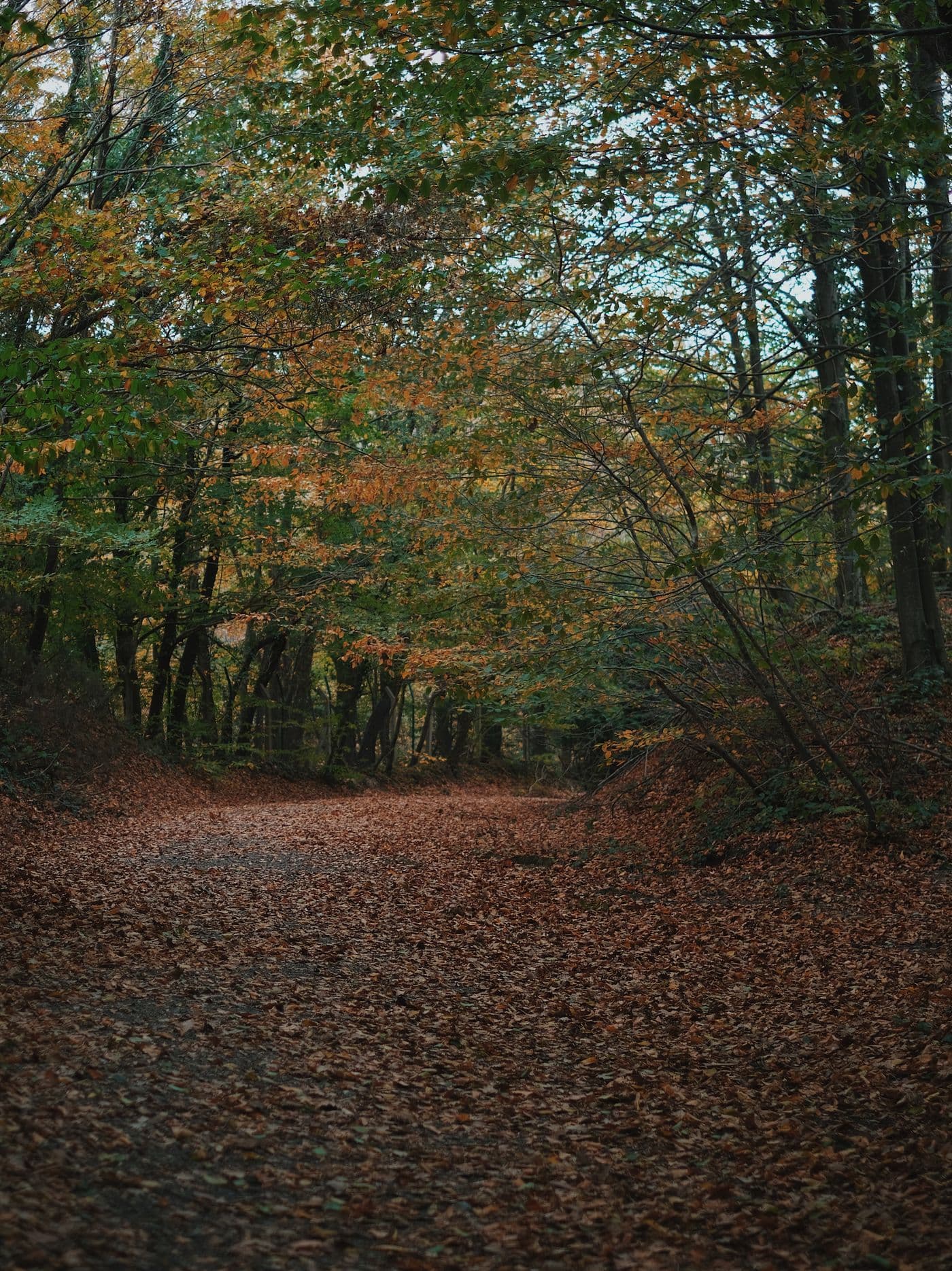 Exclusive tree service territory in Massachusetts