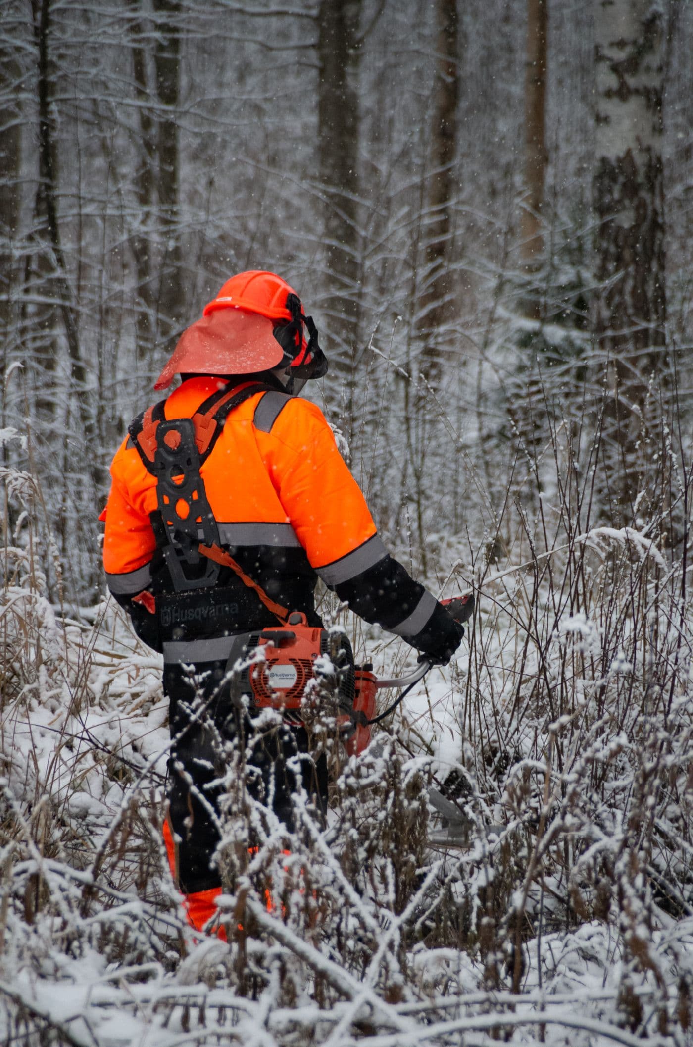 Tree service marketing results in Massachusetts