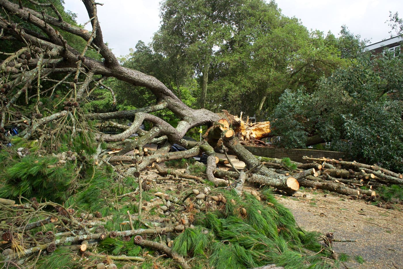 Ohio tree canopy and storm-driven removal demand