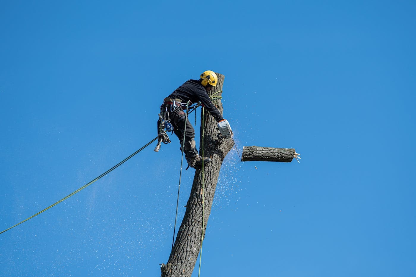 Tree service crew working in South Dakota
