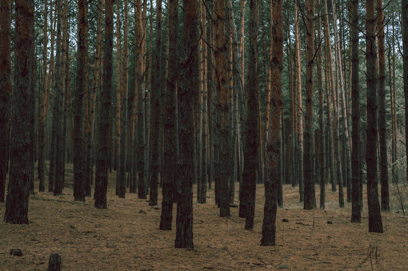 Tree service marketing results in Maryland